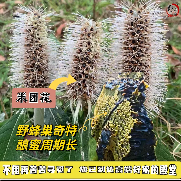 ༺高山黑蜜༻ 米团花黑蜜