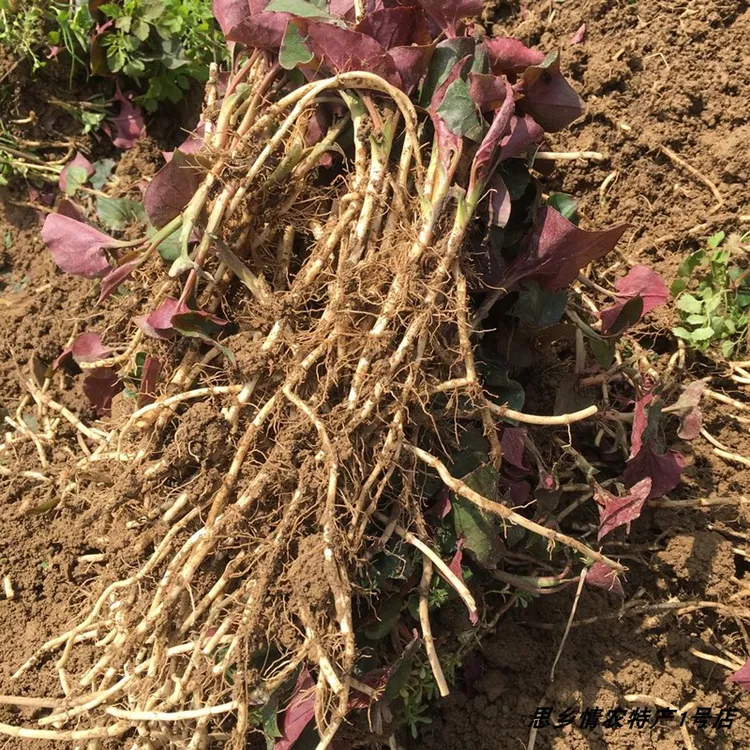 1-5贵州本地新鲜鱼腥草凉拌折耳根 节节跟猫耳根新鲜现挖带土不洗