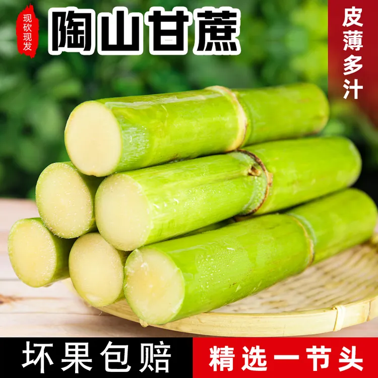 精品单节头无裂口 陶山甘蔗现砍清甜青绿皮甘蔗脆皮温州5斤精选装