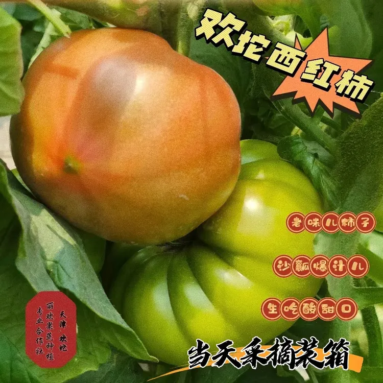天津欢坨一线老味儿西红柿碱地沙瓤爆汁酸甜口本地火柿子
