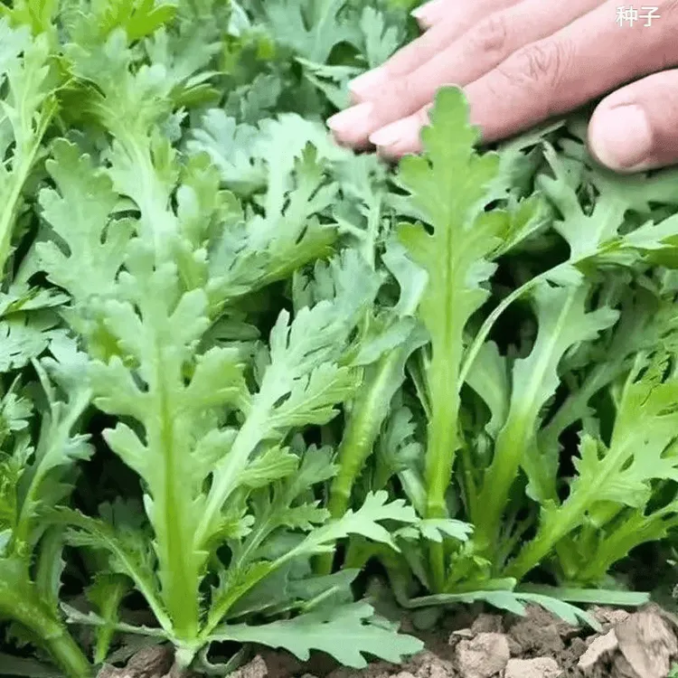 【割完又长】大叶茼蒿菜四季皇帝菜阳台庭院盆栽四季秋冬蔬菜新鲜