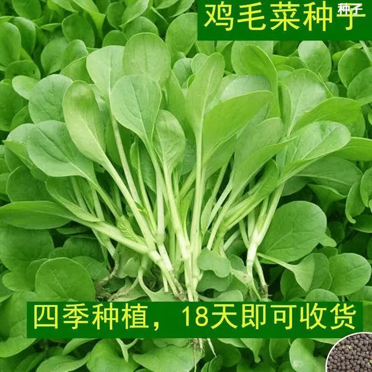 全新鸡毛菜种子四季播种抗热耐寒蔬菜种子小白菜籽小青菜籽