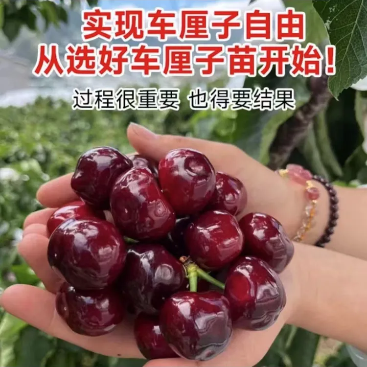 【拍一发二】南方北方均可种植盆栽地载车】厘】子】
