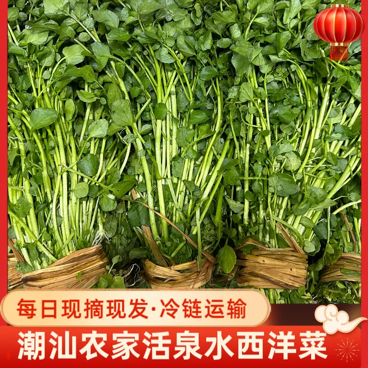 广东潮汕农家西洋菜新鲜豆瓣菜水菠菜露天泉水种植现摘生态种植