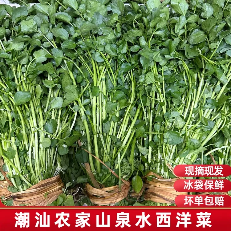 广东潮汕西洋菜豆瓣菜水菠菜农家自种新鲜蔬菜泉水种植产地直销