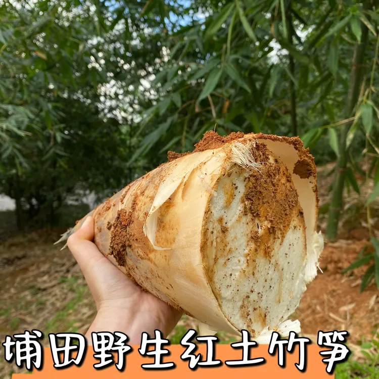 埔田野生红土麻竹笋新鲜大头笋鲜嫩甜笋夏笋脆爽现挖产地直销