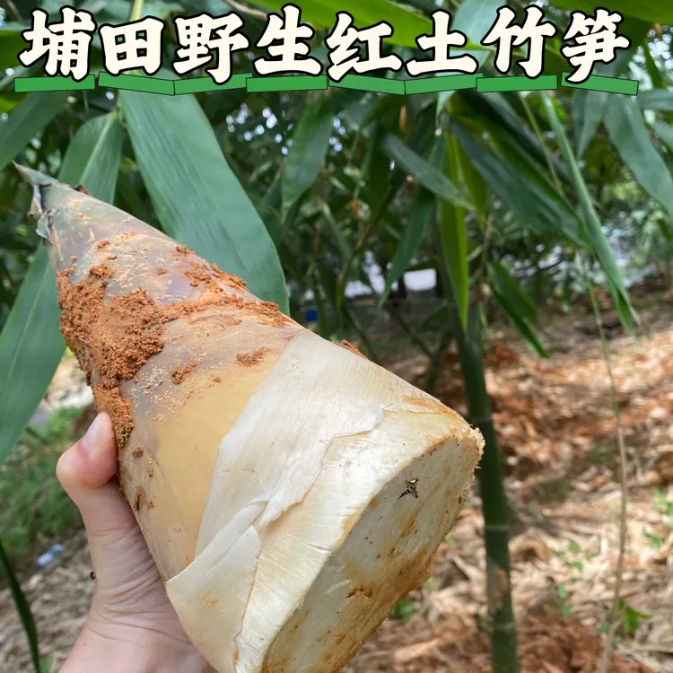 埔田特产新鲜野生麻竹笋红土竹笋大头笋鲜嫩煲汤当季时蔬产地直销