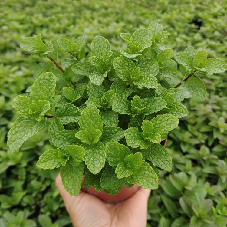 食用薄荷盆栽十香菜鱼香菜香花菜柠檬味道狗肉香留兰香味道猫味道