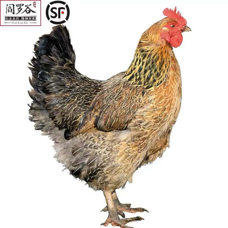 YanLuoGu/阎罗谷山林散养老母鸡 现杀1只装 优质土鸡生态