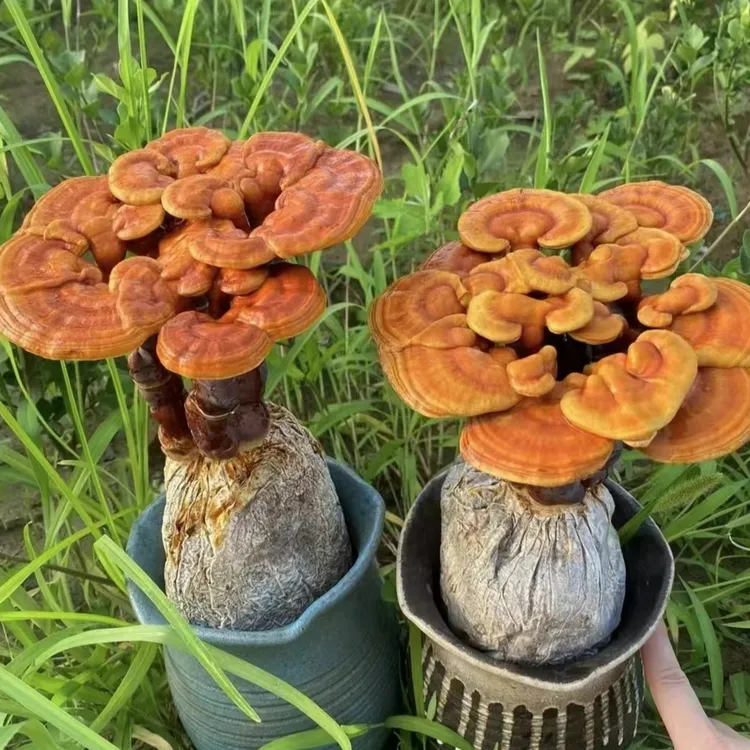 观赏㚑芝盆景盆栽活体菌包椴木赤㚑芝办公室招财创意盆栽发货送礼