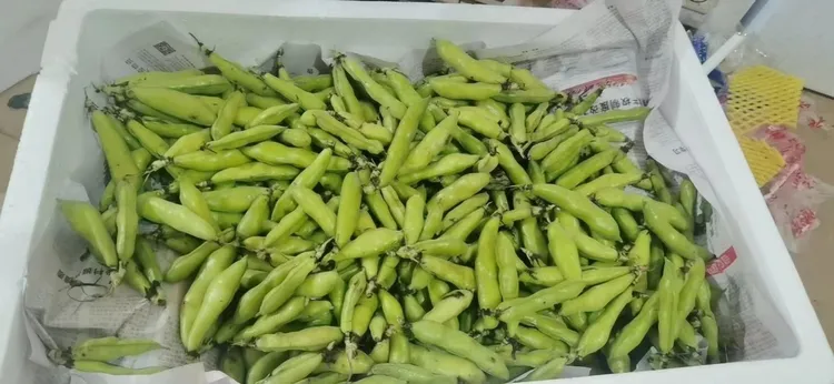新鲜蚕豆云南带壳蚕豆现摘现发全国包邮