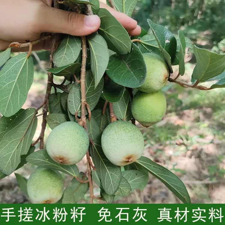 现摘新鲜霹雳果凉粉果手搓凉粉籽薛荔果可煲汤奶母果药用公果250g