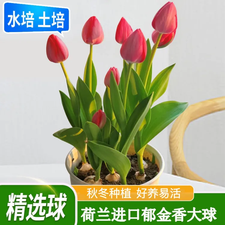 进口郁金香种球水培植物花卉绿植盆栽室内庭院植物净化空气大种球