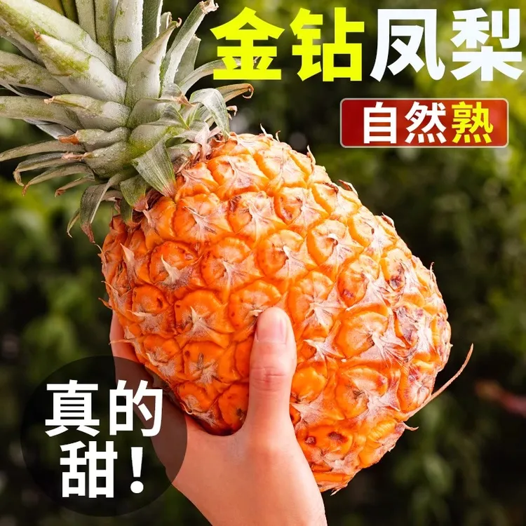 【海南发货，坏果包赔】海南金钻凤梨新鲜水果手撕大果无眼整箱包邮J