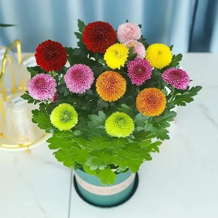 大盆乒乓菊盆栽带花盆四季开花菊花带花苞好养活室内阳台绿植花卉