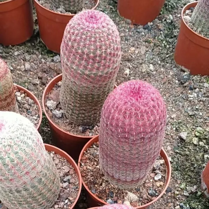 实生红太阳仙人球单头多肉开花