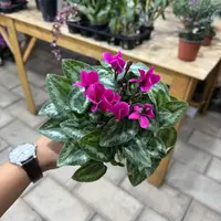 【李先生】（紫色）仙客来一代微型精致带花带花苞发货