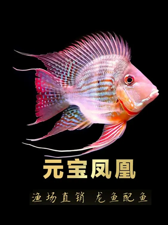 进口元宝凤凰鱼活体关刀鱼观赏鱼金龙鱼红龙鱼活体配鱼