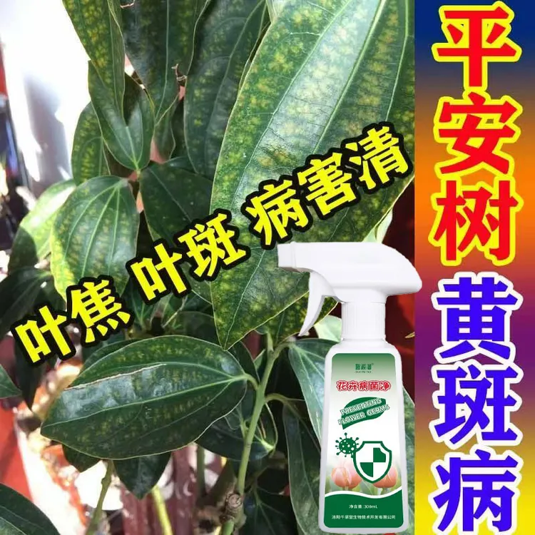 平安树黄斑病喷雾盆栽植物干尖黑斑黑尖黄叶白粉病专用营养液肥料