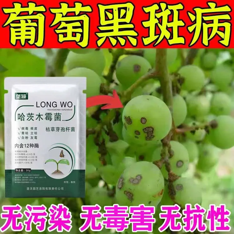 葡萄黑斑病葡萄树黑斑病炭疽病黄叶霜霉病灰霉病黑果烂果专用肥料