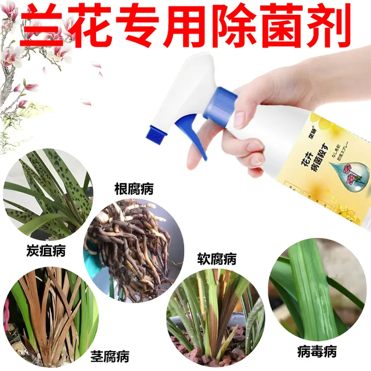 兰花病害专用药多菌灵黄叶干尖黑斑病白粉病除菌剂防黄叶烂根喷雾