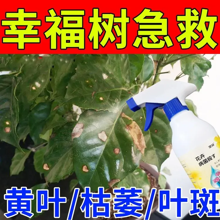 幸福树叶子枯黄掉叶专用肥料病害急救肥干叶焦尖黑斑抑菌剂营养液