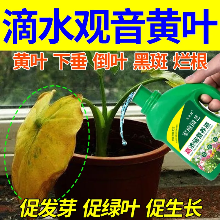 【绿叶壮根】滴水观音专用肥防黄叶下垂老桩倒叶千手观音通用肥料