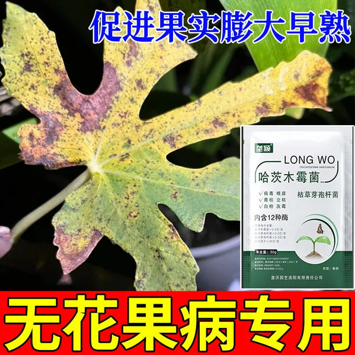 无花果病害专用哈茨木霉菌锈病黄叶病炭疽病根腐病枯枝灰斑病肥料
