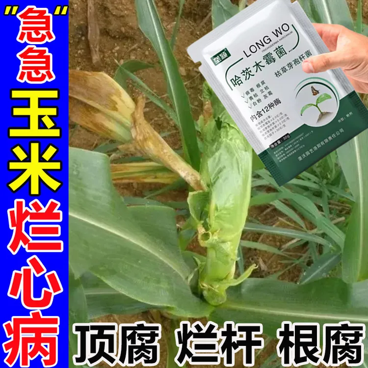 玉米烂心病专用除菌抑菌剂纹枯病黑穗病霜霉病卷叶黄叶水溶叶面肥