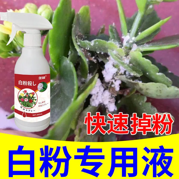【长寿花白粉病专用】长寿花防白粉病黑斑病黄叶病长寿花营养液肥料