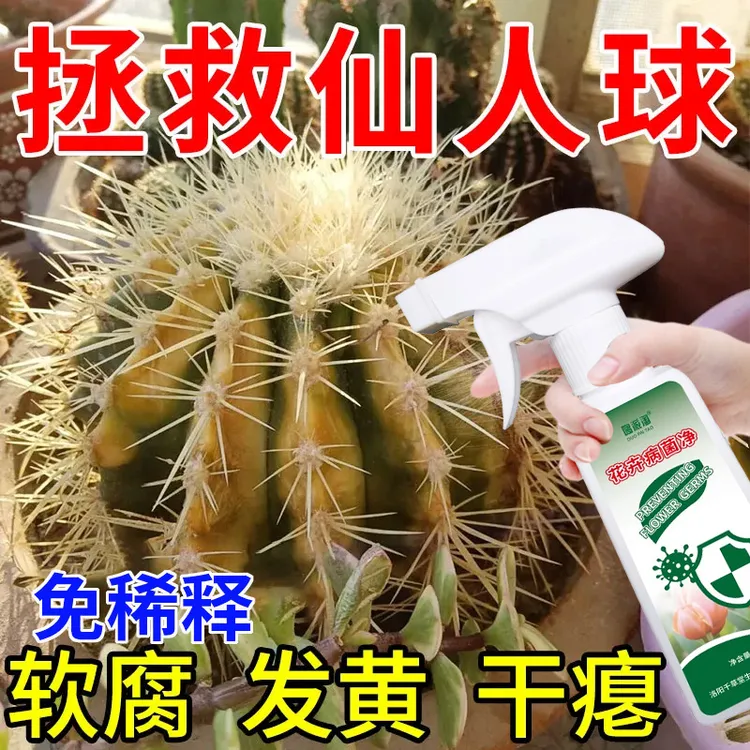 仙人球专用营养液肥料仙人掌发黄烂根干瘪软腐花卉绿植病菌净喷剂