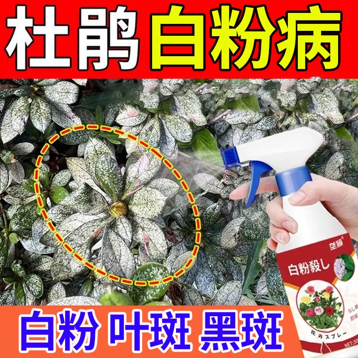 【杜鹃花白粉病】急救杜鹃花专用除菌剂防白斑黑斑叶斑灰霉花卉肥料