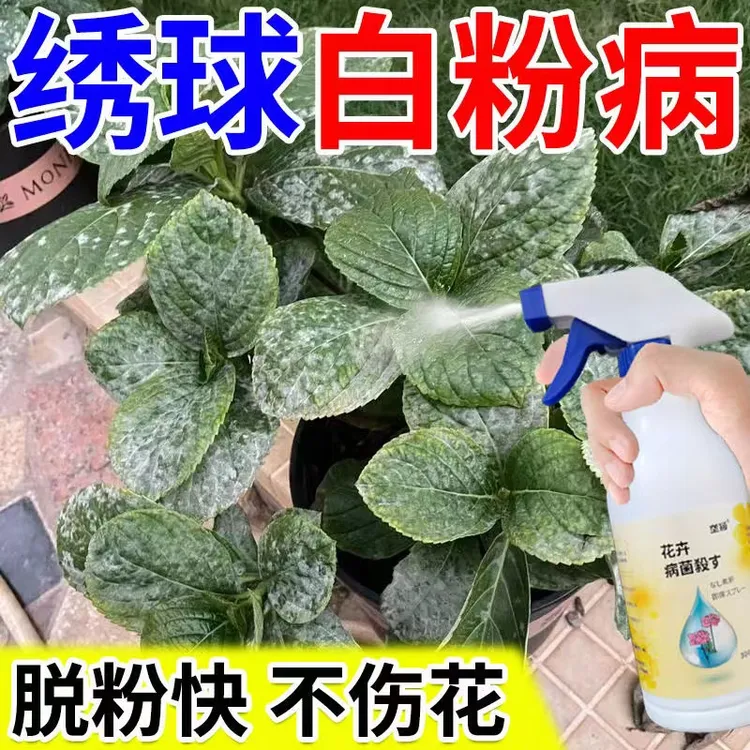 绣球花专用肥料调蓝剂绣球白粉病炭疽叶斑灰霉黑斑焦尖专用营养液