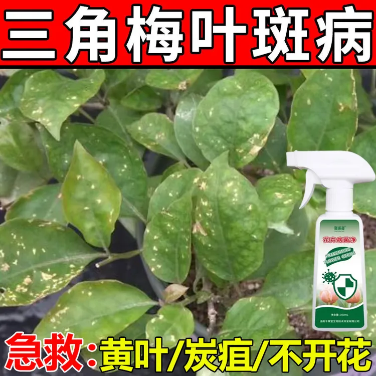 三角梅炭疽病叶斑病特效除菌剂黄叶掉叶黑斑褐斑烂根专用营养液