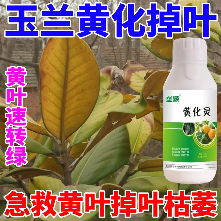 玉兰叶片黄化黄叶专用肥料防叶子发黄干枯掉叶去黄增绿微生物菌剂