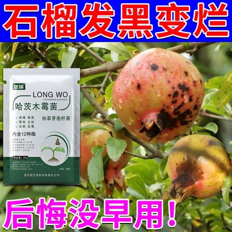石榴发黑变烂专用干腐炭疽褐斑煤污黑霉青霉虫害防石榴烂果病肥料