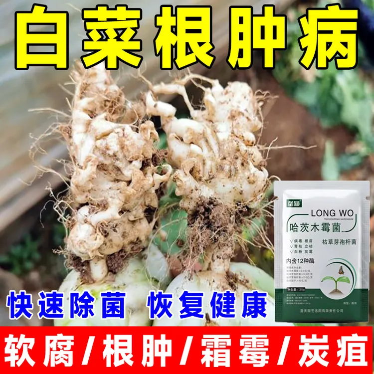 白菜根肿病的专用肥根腐病菌剂烂根烂心软腐炭疽病哈茨木霉菌肥料