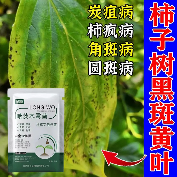 柿子树黑斑黄叶黑星病叶卷曲黑色颗粒斑点白粉病微生物菌剂水溶肥