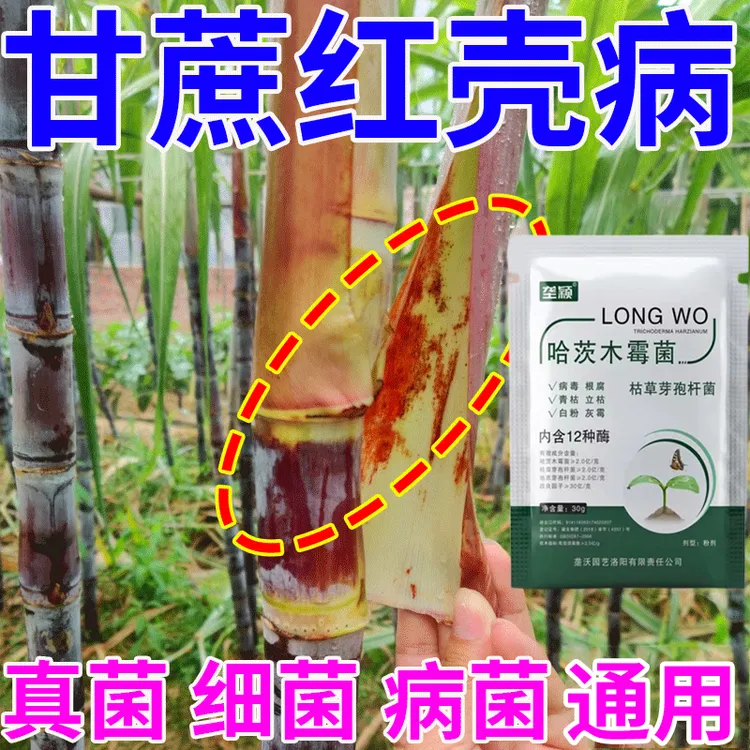 甘蔗红壳病害专用白条病赤腐病根腐凤梨病微生物菌剂除菌抑菌肥料