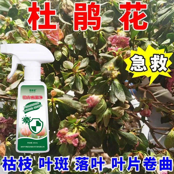 杜鹃花营养液防止叶子枯萎黄叶掉叶干尖黑斑掉花苞不开花专用肥料
