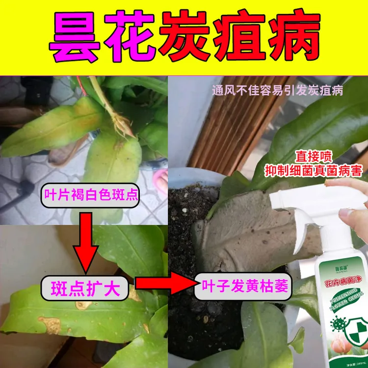 昙花炭疽病专用花肥昙花黄叶干尖黑斑烂根软腐病免稀释营养液养花