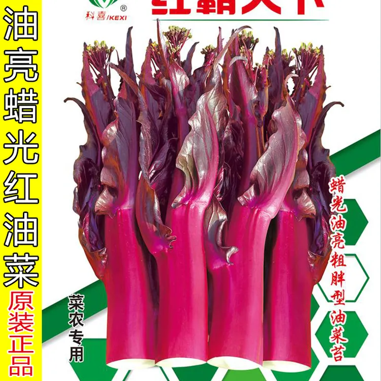 四川红菜苔种籽红油菜种子油亮蜡光紫红色菜薹早熟夏季秋季蔬菜种