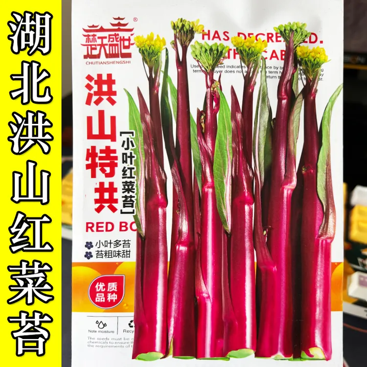 武汉洪山红菜苔种子正宗湖北红菜苔四季种植菜薹早熟抗病秋季夏季