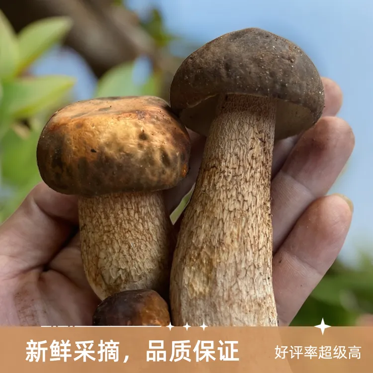 野生美味牛肝菌【顺丰包邮】新鲜野生美味牛肝菌【优选好货】