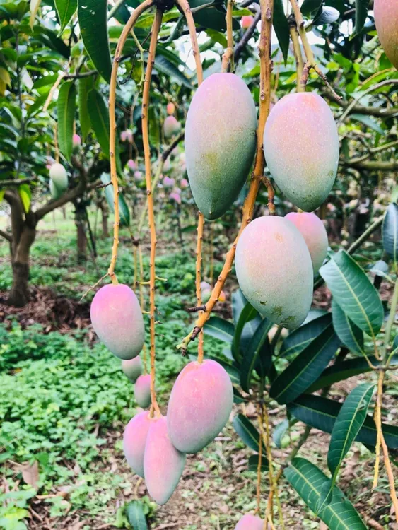 云南高山芒果小金凤