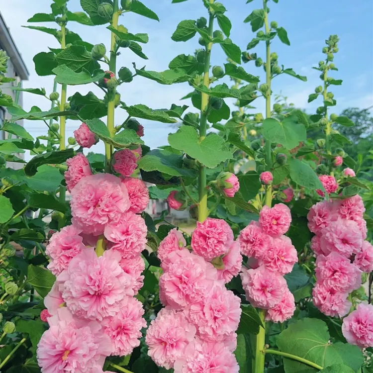 重瓣蜀葵花苗盆栽桃子与梦阳台庭院花坛植物花镜高花剑多年生花卉