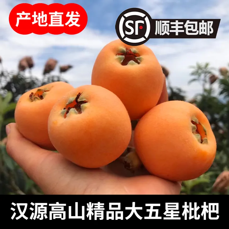 【顺丰包邮】汉源高山精品果园大五星枇杷3、5斤装产地直发孕妇宝妈