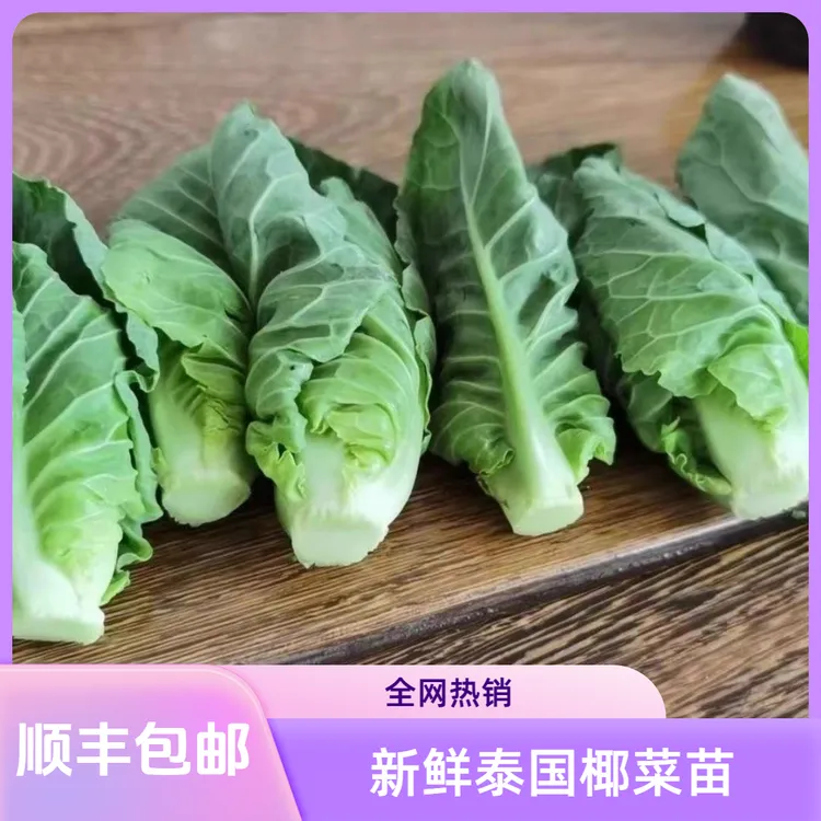 泰国椰菜苗500g酒店私房菜食用精品高端美食鲜蔬菜雪莲苗顺丰配送