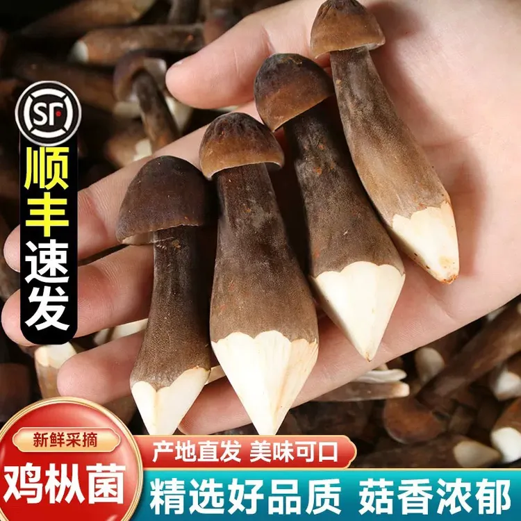 【顺丰包邮】新鲜黑皮鸡枞菌鸡枞菇荔枝菌鸡棕菇长根菌蘑菇食用菌菇