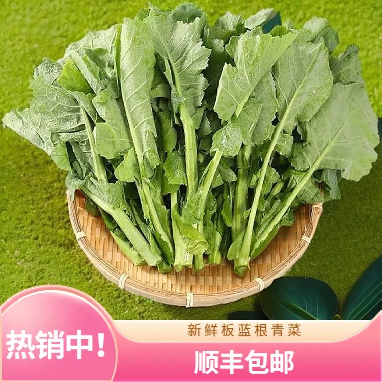 新鲜板蓝根青菜500g特色蔬菜酒店农庄家用应季板蓝根菜心顺丰包邮